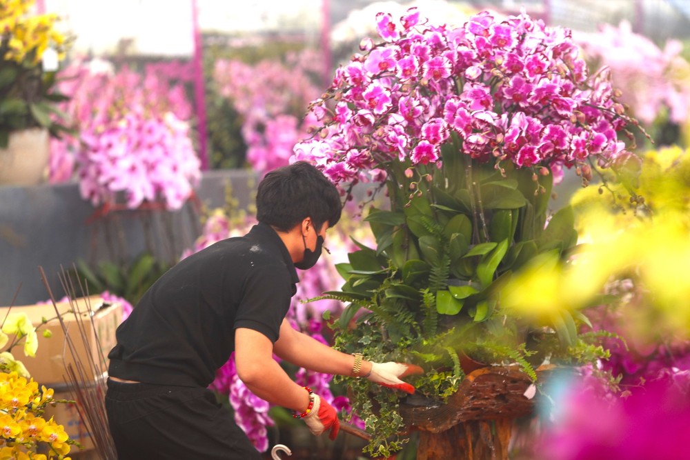 Những ngày cận Tết Nguyên đán, khắp các tuyến phố trên địa bàn thủ đô như Hoàng Hoa Thám, Lê Quang Đạo, Lê Đức Thọ, Lạc Long Quân,.... đã bắt đầu bày bán những loại cây cảnh, hoa cảnh phục vụ cho nhu cầu chơi tết của người dân. Bên cạnh đào, quất, hoa rừng thì lan hồ điệp Đà Lạt cũng đổ về Thủ đô phục vụ người dân.