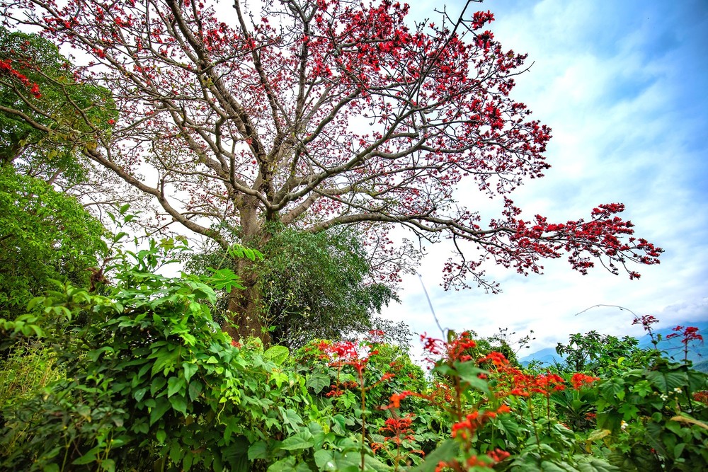 Những ngày tháng 3 này, du khách đi từ Đà Nẵng lên các huyện Nam Giang, Phước Sơn (Quảng Nam) qua cầu Hà Nha thuộc xã Đại Hồng, huyện Đại Lộc, nhìn về bên phải sẽ thấy cây hoa gạo đang mùa trổ hoa đỏ rực một góc trời giữa bãi bồi rộng lớn với những ruộng ngô, khoai, đậu tương…