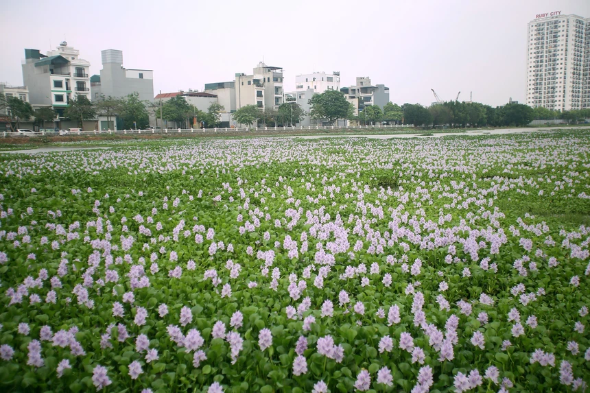 Cách xa trung tâm thành phố Hà Nội hơn chục km, đối diện 285 đường Phúc Lợi, Long Biên là cánh đồng  hoa lục bình tím biếc đang không ngừng khoe sắc.