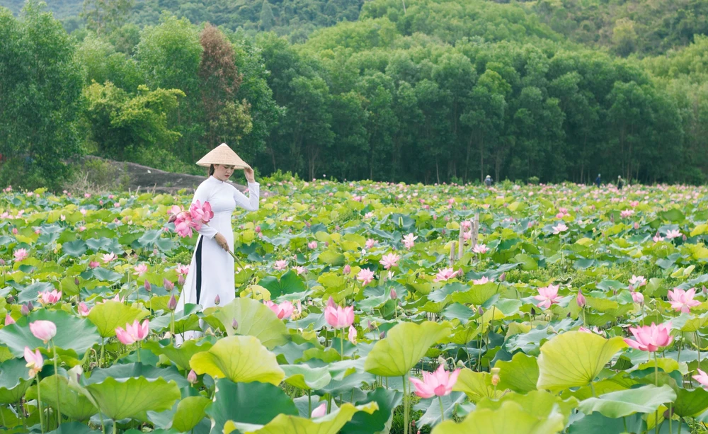 Cứ đến tháng 6 hằng năm, mùa sen nở rộ thu hút một lượng lớn khách du lịch đến với  đồng sen Trà Lý (xã Duy Sơn, huyện Duy Xuyên, Quảng Nam) để thưởng ngoạn.