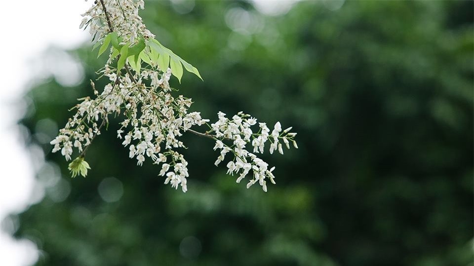 Cứ vào độ tháng 3, khi tiết trời Hà Nội lất phất mưa xuân, thì cũng là lúc  hoa sưa nở rộ trên những góc phố thân quen.