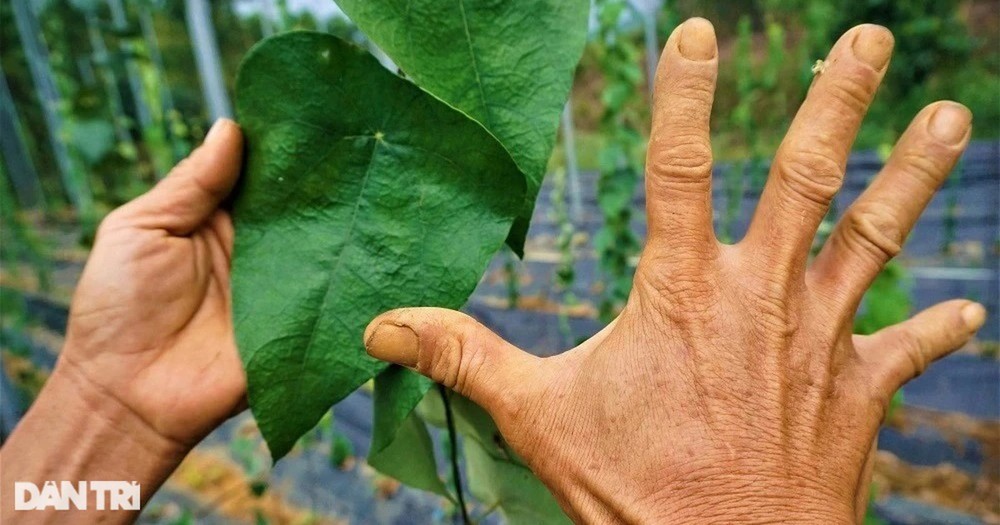 Thu tiền tỷ nhờ trồng loài cây càng nắng nóng càng 'hái ra tiền'