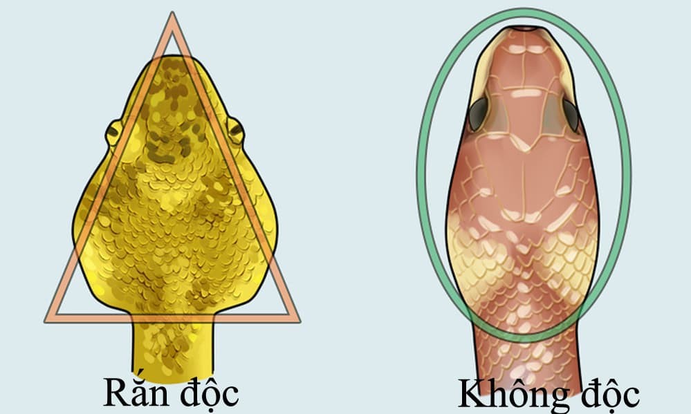 Cách phân biệt rắn độc với rắn không độc