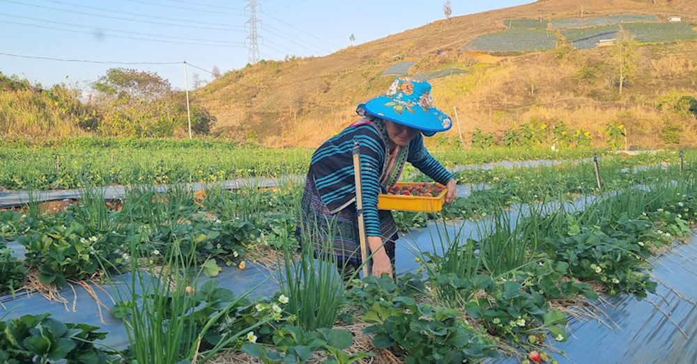 Trồng dâu tây bạt ngàn, nông dân tỷ phú Sơn La bán đắt hàng