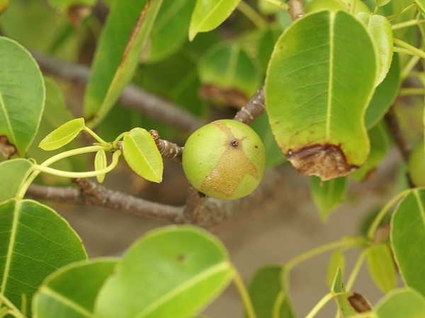 Hít phải mùn cưa hoặc khói của cây manchineel (Florida Everglades, Trung Mỹ và vùng Caribbean) từ khoảng cách 9m có thể dẫn đến một loạt các triệu chứng khó chịu như ho, viêm thanh quản và viêm phế quản.