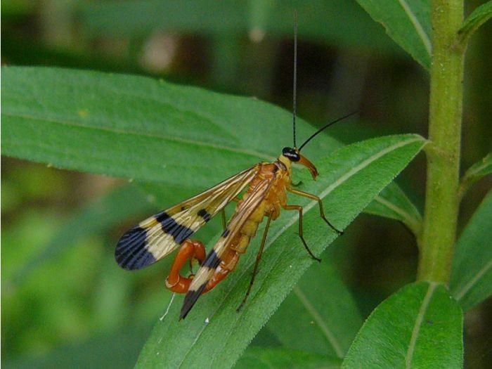 Nếu muốn giao phối với con cái, con đực của loài bọ cánh dài (scorpionfly) phải có quà cho bạn tình. Bởi vậy, nhiều chú bọ đã “cải trang” thành các cô nàng và cuỗm mất món quà của những anh chàng ngờ nghệch khác rồi mang đến cho bạn tình.