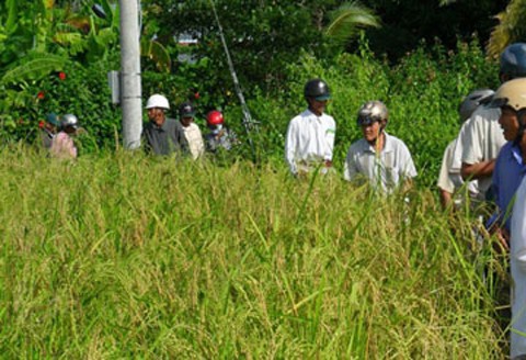 Giải mã thành công gen lúa cổ Việt Nam