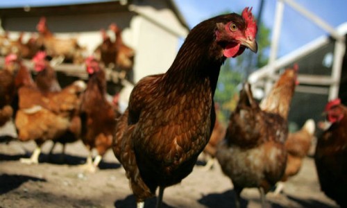 Thêm một ca tử vong vì cúm H5N1