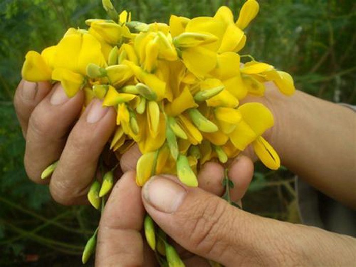 Canh tôm bông điên điển. Bông điên điển không còn lạ lẫm khi nó luôn có mặt trong các món rau miền tây mùa nước nổi. Món canh tôm điên điển cần nguyên liệu là bông điên điển, tôm, me chín, rau ngổ, hành. Tôm tươi sơ chế sạch bóc vỏ rút bỏ chỉ đen, để ráo nước ướp với chút gia vị, hạt nêm rồi đảo đều để chừng 10 phút cho ngấm. Bông điên điển tuốt bỏ cành cứng, rửa thật sạch, để ráo nước. Ảnh: Amthuc365.