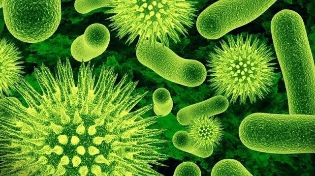 Các  vi khuẩn nhà bếp có thể dễ dàng lây lan bệnh tập cho bạn và người thân là Staphylococcus aureus hay tụ cầu khuẩn, Salmonella, Escherichia coli (E.coli), nấm men, nấm mốc, và các vi khuẩn có trong phân.