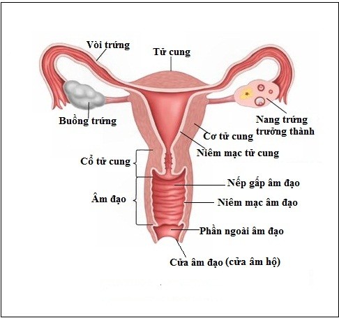  Ung thư âm hộ là một loại ung thư hiếm gặp. Tại Việt Nam ung thư âm hộ chiếm từ 3-5% các ung thư sinh dục nữ. Ảnh: googleusercontent.