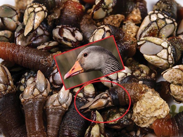  Ốc cổ ngỗng có tên gọi là Gooseneck barnacles hay Lucifer’s Finger (ngón tay quỷ Lucifer). Những tên gọi này gắn liền với đặc điểm nhận dạng của chúng. Cụ thể, ốc có phần đầu khá giống với đầu ngỗng (cổ dài, đầu tròn, mỏ nhọn). Trong khi đó, những con ốc có kích cỡ lớn sẽ có hình dáng khá giống ngón và móng tay nhân vật Lucifer. (Ảnh minh họa)