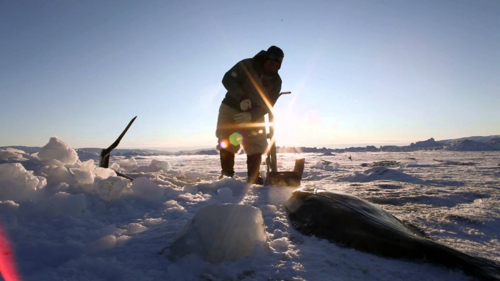 Đảo Greenland là nơi sinh sống của nhóm người Inughuit nói thổ ngữ Inuktun. Khi khí hậu ấm áp, mặt trời chiếu sáng, người bản địa săn bắt hải cẩu, kỳ lân biển và chim trời làm thực phẩm. (Ảnh: Internet)