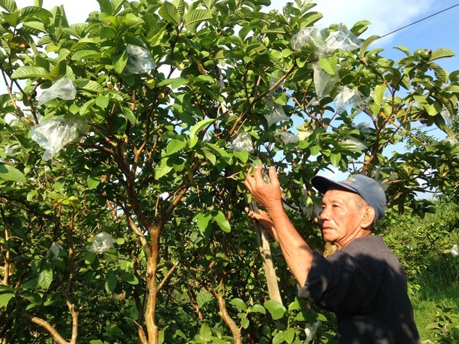 3 địa phương có diện tích trồng ổi khá lớn ở miền Tây là Đồng Tháp, Tiền Giang và Sóc Trăng đang đối mặt với tình cảnh quả đến ngày thu hoạch mà không bán được vì  giá ổi rớt thảm hại, người mua hiếm.