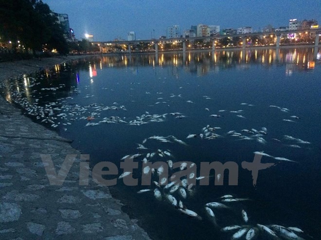 Người dân ở khu vực này cho biết, ngay từ sáng sớm đã có hiện tượng cá chết nổi trắng hồ nhưng đến chiều cá mới nổi trắng hồ. Anh Vũ Thái Thịnh, một người dân trên phố Mai Anh Tuấn (ven hồ Hoàng Cầu) cho biết, khoảng 9 giờ sáng nay, khi anh ra câu cá thì phát hiện cá chết hàng loạt. Đến trưa cùng ngày, anh càng thấy cá nổi lên nhiều.