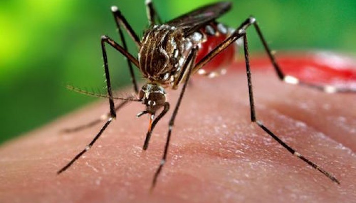 Bộ Y tế gửi công điện khẩn phòng chống virus Zika