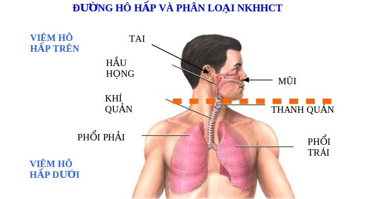 Bộ phận cơ thể nào bị thuốc lá tàn phá mạnh nhất?