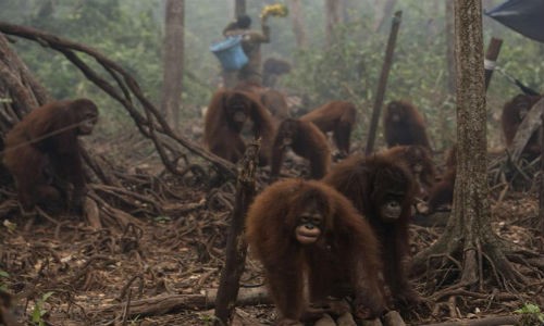 Bầy đười ươi Borneo ở đảo Kalimantan, Indonesia ngày 5/10 xuống núi vì không chịu đựng được khói mù. (ảnh: Reuters)