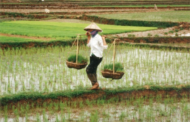 Việt Nam đã hứng chịu đợt  hạn hán nghiêm trọng vào năm 1944. Hạn hán kết hợp với sâu bệnh, lũ lụt trong mùa thu hoạch và chính sách phá lúa trồng ngôn của quân phiệt Nhật Bản đã dẫn đến nạn đói ở Việt Nam năm 1945 làm chết khoảng 2 triệu người.