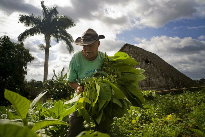  Trang trại sản xuất xì gà nổi tiếng ở Cuba Montesino nằm ở Pinar del Rio, phía tây thủ đô La Habana. Để cho ra những điếu xì gà ngon cần tuân thủ quy trình nghiêm ngặt. Các cây thuốc lá thường được trồng vào khoảng thời gian cuối năm. Sau ba tháng thì người dân thu thoạch.