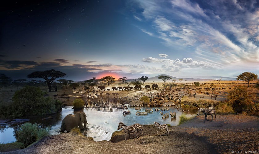 Vườn quốc gia Serengeti, Tanzania. (ảnh: Stephen Wilkes). Cảnh  ngày và đêm đẹp tuyệt vời trong cùng một bức ảnh.