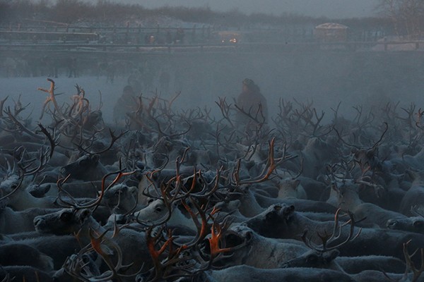 Phóng viên ảnh Sergei Karpukhin của hãng tin Reuters đã ghé thăm Khu tự trị Nenets và tìm hiểu về cuộc sống của những  người chăn tuần lộc ở Krasnoye.