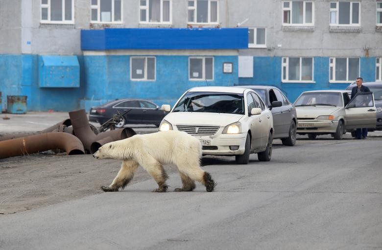 Cách đây vài ngày, một con gấu Bắc cực đi lang thang quanh khu dân cư ở vùng ngoại ô thành phố Norilsk của nước Nga đã thu hút sự quan tâm của nhiều người. (Nguồn ảnh: Reuters)   