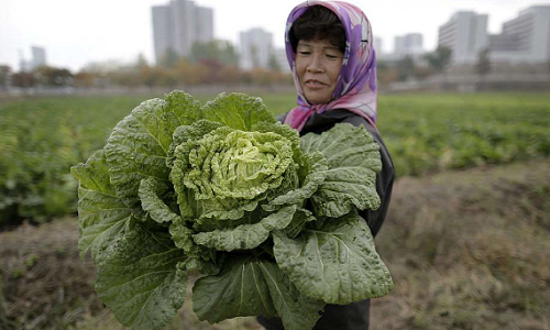 Ngỡ ngàng cuộc sống bình dị ở nông thôn Triều Tiên