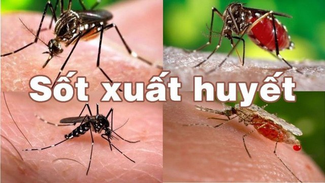 Bộ Y tế cảnh báo  sốt xuất huyết đang vào mùa, số ca mắc hàng tuần có xu hướng gia tăng, đặc biệt là tại Hà Nội và một số tỉnh khu vực miền Nam. Ảnh: SK&amp;ĐS.   