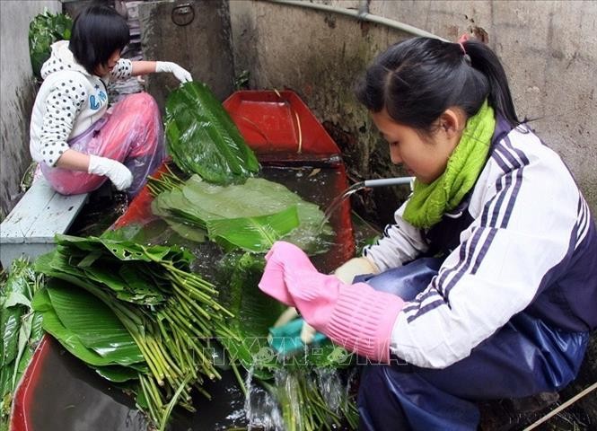 Trải qua hàng ngàn năm, mỗi khi Tết đến, Xuân về, người người, nhà nhà lại quây quần gói  bánh chưng, dâng bánh lên bàn thờ tổ tiên, mong cầu cho một năm mới an lành, hạnh phúc. Ảnh: Lá dong gói bánh được rửa sạch, để ráo nước, lau khô trước khi đem đi gói bánh. Ảnh: Huy Hùng/ TTXVN