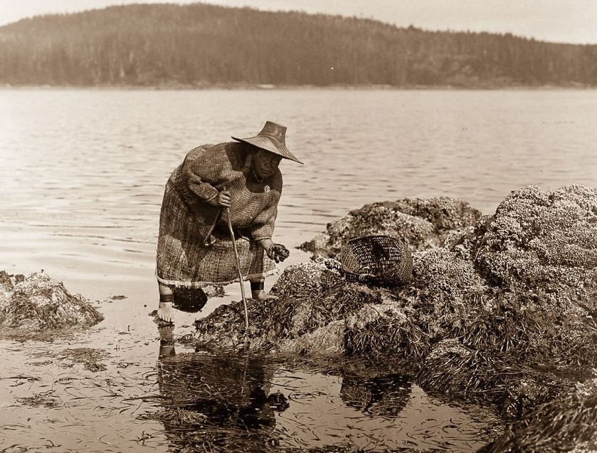 Trong ảnh, một  người Kwakiutl tìm bào ngư ở Washington năm 1910. (Nguồn ảnh: BP)