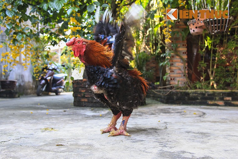 Đã thành thông lệ hằng năm, giống  gà Đông Tảo giá bạc triệu (hay còn gọi là gà Đông Cảo) quý hiếm lại được săn lùng cho dịp Tết Nguyên đán 2015. 