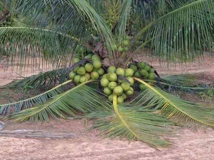 Một trong những  cây quả kỳ dị là loài dừa thấp này. Loài dừa cho quả dù cho thân mới chỉ cách đất vài chục cm.