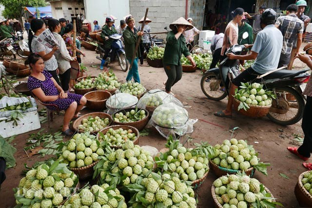 Chợ na Đồng Bành tấp nập suốt sáng, được coi là  chợ na lớn nhất miền Bắc.