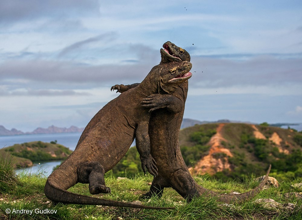 Tác phẩm  ảnh động vật hoang dã ấn tượng, chụp cuộc chiến giữa hai con rồng Komodo ở Indonesia. Bức ảnh của nhiếp ảnh gia Andrey Gudkov, Nga