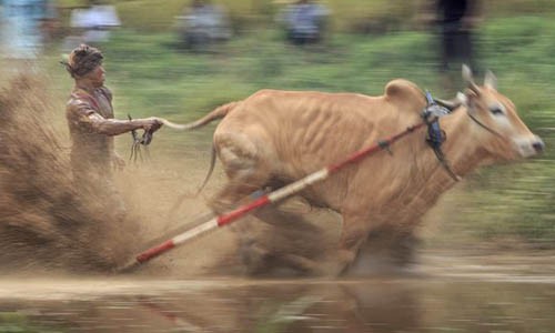 Cuộc đua điều khiển bò bằng đuôi “độc nhất vô nhị“