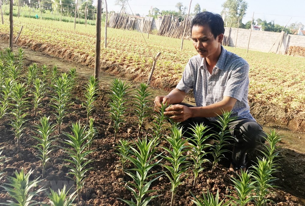 Nông dân tỉnh Quảng Bình tích cực trong các khâu chăm sóc hoa, cây cảnh để kịp phục vụ  thị trường hoa Tết.