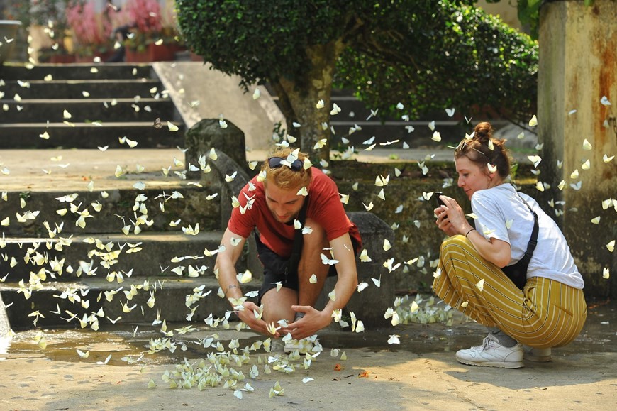 Cứ vào tháng Tư đến tháng Năm hằng năm, từng đàn bướm tại vườn quốc gia Cúc Phương (huyện Nho Quan, tỉnh Ninh Bình) như bừng tỉnh giấc, bay ra khỏi tán cây rừng, dập dìu dưới nắng, tụ thành từng đàn lớn đậu trên mặt đất tạo nên khung cảnh huyền ảo như trong truyện cổ tích. (Ảnh: Minh Đức/TTXVN)