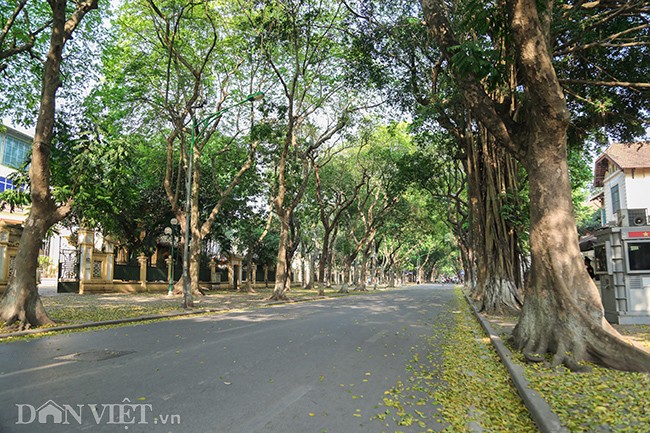 Năm nào cũng vậy, cứ đến tháng 4, những cây sấu cổ thụ khắp nơi trong Hà Thành lại lần lượt thay lá, trải lên các con đường, hè phố bằng một chiếc thảm lá vàng đẹp lãng mạn mà bình yên đến lạ, báo hiệu sự chuyển giao giữa mùa xuân và mùa hạ.