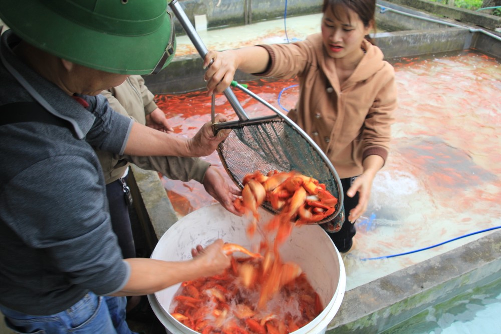 Làng Thủy Trầm, xã Tuy Lộc, Cẩm Khê, Phú Thọ được biết đến với thương hiệu  cá chép đỏ Thủy Trầm nổi tiếng khắp cả nước.