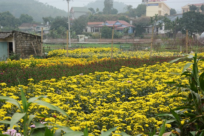 Làng hoa Phương Viên khoe sắc báo hiệu một mùa xuân đang về.