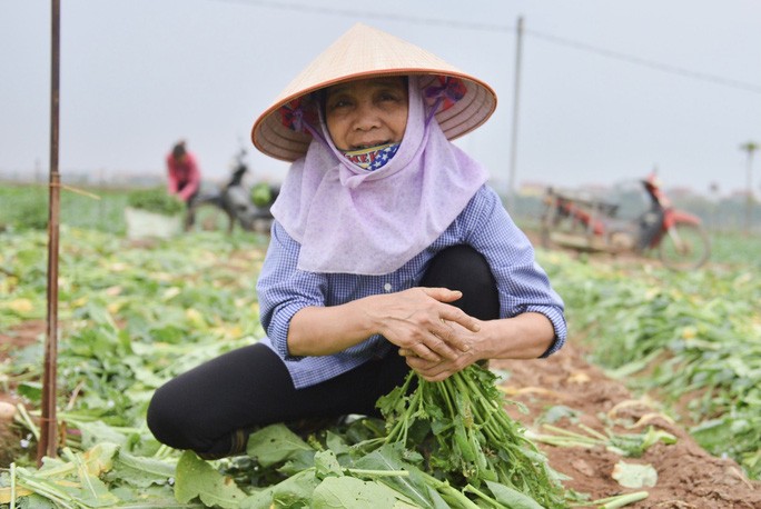 Người dân Hà Nội nhổ bỏ hàng trăm tấn củ cải vì không bán được