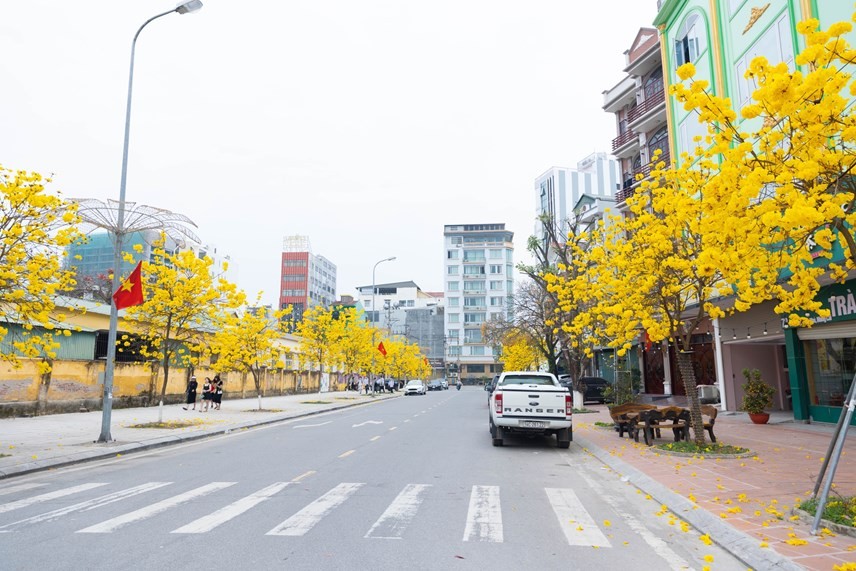 Hàng cây phong linh dọc đường Nguyễn Văn Trỗi (khu 3, phường Trần Phú, TP Móng Cái) nở hoa vàng, sáng rực một góc trời thành phố vùng biên.