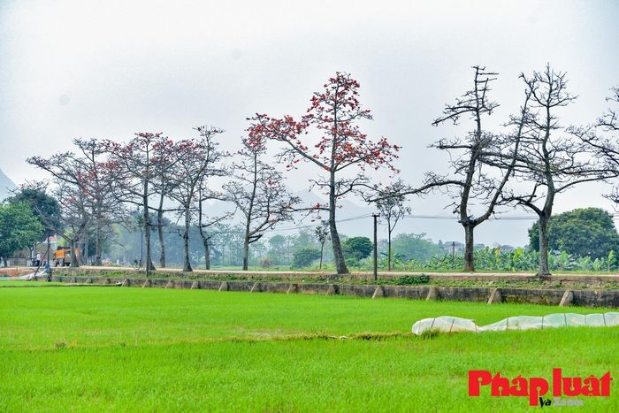 Hoa gạo là một miền ký ức của nhiều thế hệ. Trong quan niệm của làng quê Bắc Bộ, cây gạo được coi là loài cây “giữ ma” (Thần cây đa, ma cây gạo), vì vậy mà thường được trồng ở đầu làng, hoặc gần nghĩa địa, ngoài cánh đồng.