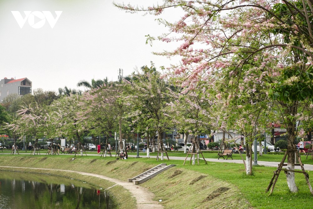 Hoa đỗ mai được biết đến là loài cây hoang dã, chỉ mọc trên núi đá và loài hoa này chỉ nở trong thời gian ngắn. Nhiều người cảm thấy ngỡ ngàng khi lần đầu tiên nhìn thấy hoa đỗ mai lần đầu khoe sắc tại Bắc Ninh.