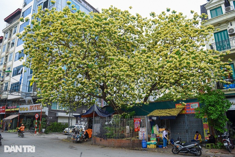 Cây hoa bún cổ thụ nổi tiếng ở Hà Nội nằm trên địa phận đường Đình Thôn, Mỹ Đình. Hàng trăm năm qua, cây bún già đã gắn bó với biết bao thế hệ dân làng Đình Thôn, chứng kiến bao thăng trầm của vùng đất này.