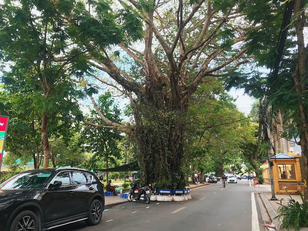 Tại phố Trấn Vũ (quận Ba Đình) có hai cây đa cổ thụ nằm giữa lòng đường.