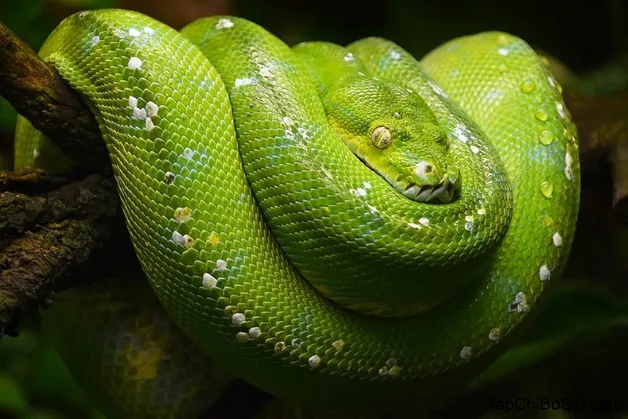  1. Trăn xanh (Green Tree Python) được đánh giá là một trong những dòng  trăn đẹp nhất thế giới.