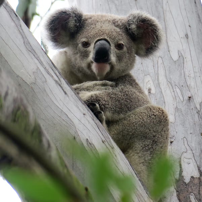  1. Koala: Dành tới 22 tiếng đồng hồ mỗi ngày chỉ để... ngủ, Koala xứng đáng đứng đầu danh sách những loài động vật mê ngủ nhất thế giới. Khi tỉnh dậy chúng dành khoảng thời gian còn lại để ăn. 