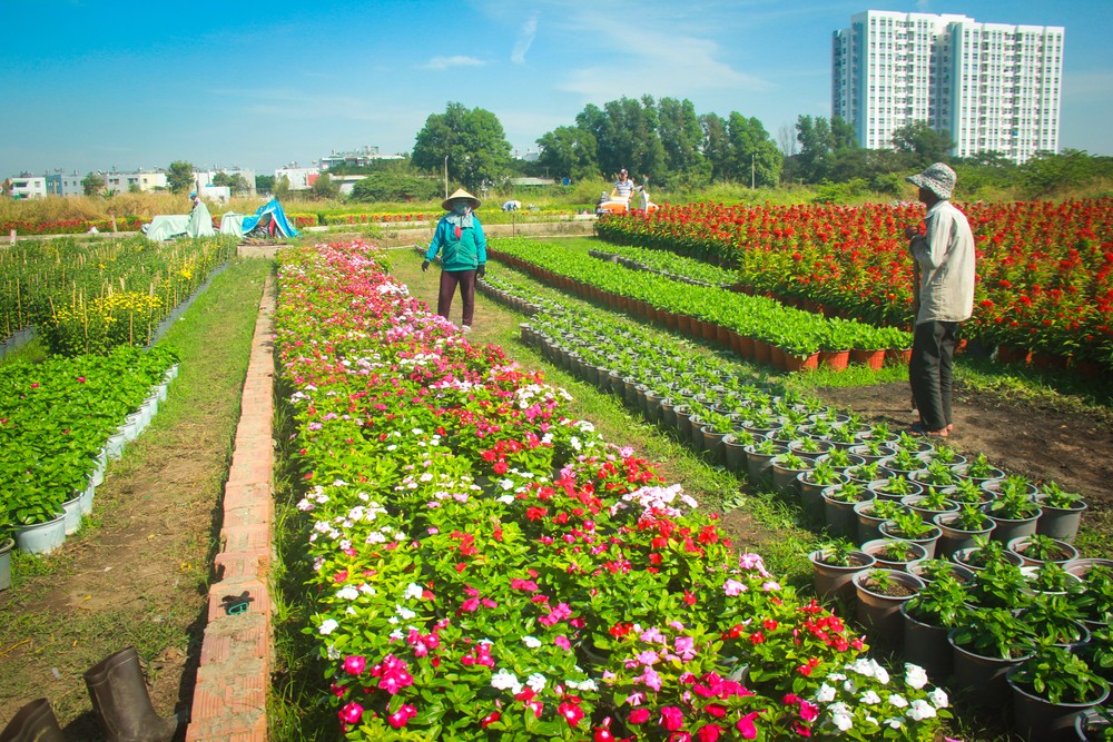 Khu vực làng hoa ở bên đường Lê Thị Riêng (phường Thới An, quận 12), hàng chục người đang bận rộn cắt tỉa, chăm sóc và tưới cho những chậu hoa đủ loại màu sắc đang đua nhau nở.